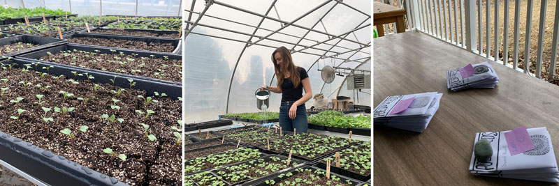 Greenhouse plants