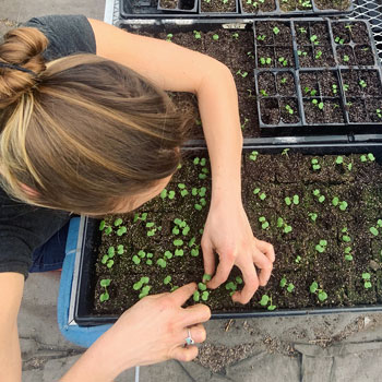 Jamie tending to seedlings