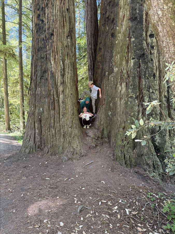 Children's House kids in the Redwood Forest