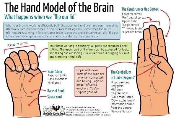 The Hand Model of the Brain